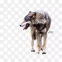 灰狼郊狼剪贴画-狐狸