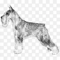 小型雪纳瑞标准雪纳瑞巨型雪纳瑞苏格兰猎犬塞斯基猎犬-小狗