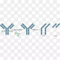 单克隆抗体甘氨酸结构质谱
