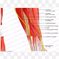 神经系统人体解剖前臂肌肉系统解剖图