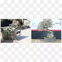 盆景修剪橄榄树技术