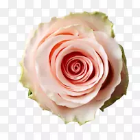 花园玫瑰切花，卷心菜，玫瑰花束-勃艮第玫瑰