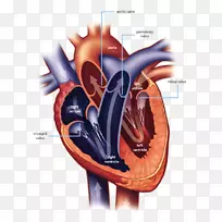 心脏瓣膜，二尖瓣，心脏病，心脏手术-心脏