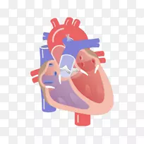 心脏瓣膜收缩-心脏循环传导系统