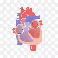 心脏瓣膜心肌-心脏循环传导系统