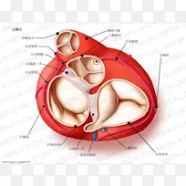 心脏瓣膜主动脉瓣解剖主动脉-心脏