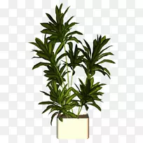 槟榔科盆栽植物