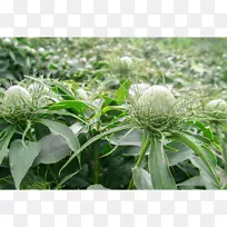 白术中草药根药用植物