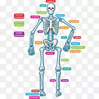 人体骨骼-骨骼