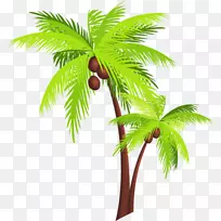 槟榔科椰子树剪贴画-椰子