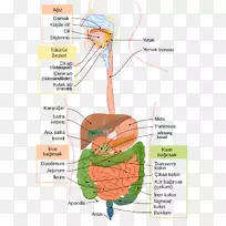胃肠道消化人消化系统大肠医学-健康