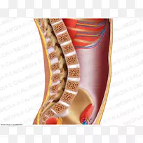 膝生殖系统生理-腹部解剖