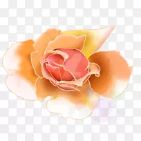 花园玫瑰粉红色花瓣-玫瑰