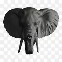非洲象牙头像头