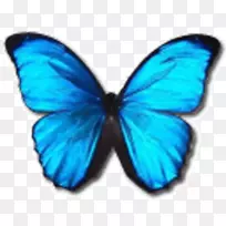 蝴蝶墨涅劳斯蓝色变形蓝带计算机图标-蝴蝶