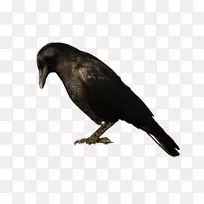 美洲乌鸦新加里东乌鸦鸟