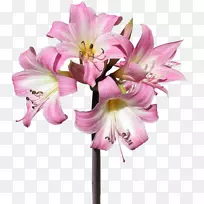 百合切花颠茄花