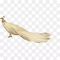 帕沃鸟鸡夹艺术-鸟