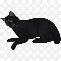 黑猫孟买猫可拉家短毛猫须