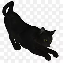 黑猫孟买猫可拉家短毛猫须