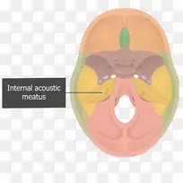 颞骨内耳道岩部颞骨鳞状部耳道鼻