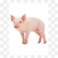 小型猪中白种摄影养猪场-猪