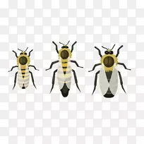 蜜蜂害虫-蜜蜂