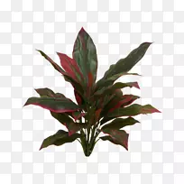 新西兰甘蓝叶植物茎，常绿叶
