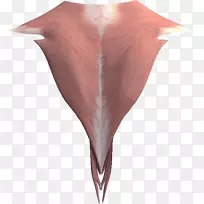 短颈腿