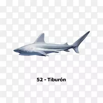 虎鲨方形鲨鱼桌面壁纸电脑图标-Tiburon