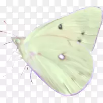 毛茸茸的蝴蝶蛾蝶