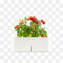 蔬菜园艺草本植物生长水果-水番茄