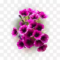 鹤嘴海葵切花一年生植物紫罗兰