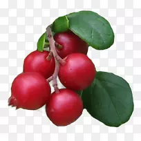 越橘巴巴多斯樱桃食物蔓越莓Kona咖啡