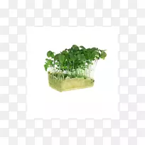 微绿草本牛排植物生菜叶蔬菜