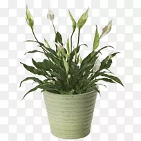 和平百合，百合花，室内植物，矮伞树-植物