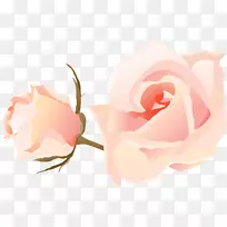 花园玫瑰，卷心菜，玫瑰，微软PowerPoint ppt-ppt