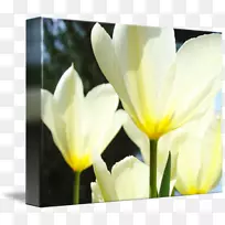 郁金香YouTube花黄色郁金香
