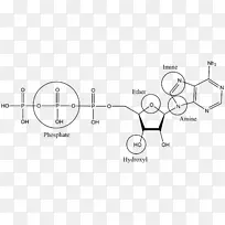 有机化学：结构和功能官能团胺有机化合物-阿司匹林