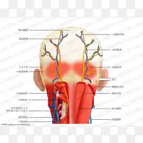 头颈解剖人头部肌肉耳廓