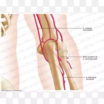 拇指肘动脉人体解剖学后交通动脉