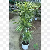 [医]桂花、槟榔科、龙须菜属(Dracaena correxa var.)香叶植物