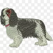 狗繁殖西班牙水狗运动团体猎犬-骑士国王查尔斯