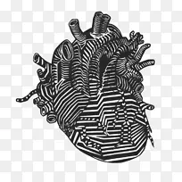 心脏解剖画静脉夹艺术-心脏