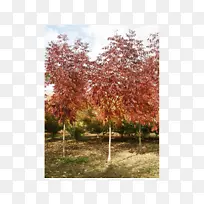 糖枫树灌木落叶秋叶颜色落叶标本
