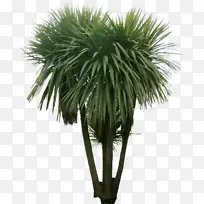 槟榔科植物蕨类植物景观树