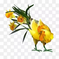 花公鸡花园玫瑰-花