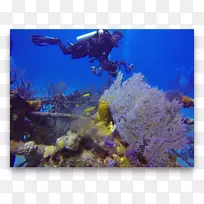 澳大利亚4WD水下雇用的珊瑚礁鱼石珊瑚