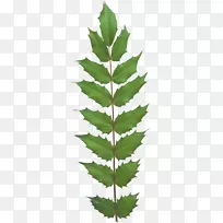 叶常绿植物茎树维管束植物-叶
