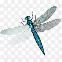 昆虫蜻蜓剪贴画-昆虫